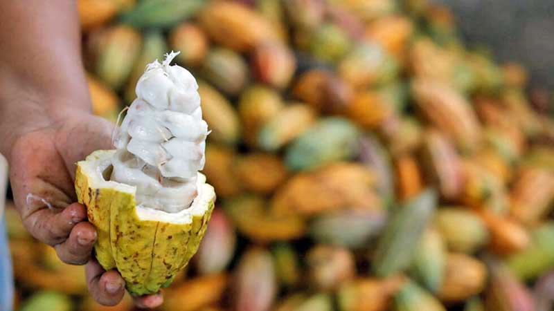 La peor crisis del cacao en décadas podría beneficiar a los productores latinoamericanos