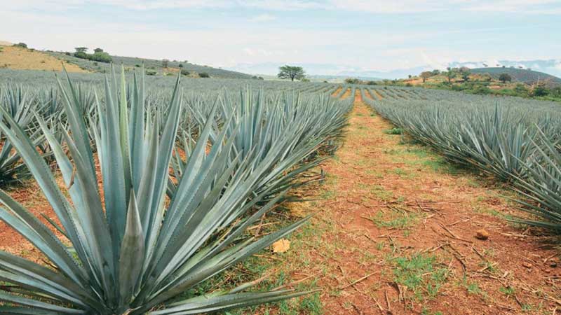 Sobreproducción del agave: el gran desafío de la industria tequilera para 2025