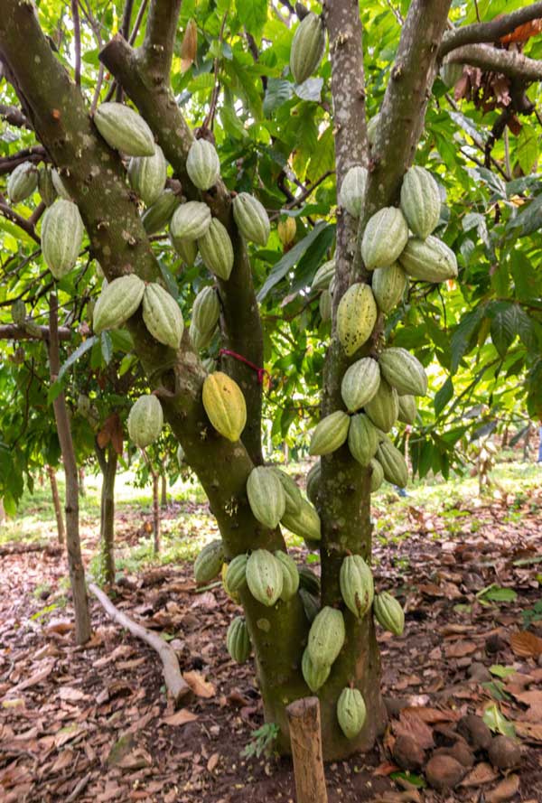 El cacao enfrenta su peor crisis en 50 años a causa del cambio climático