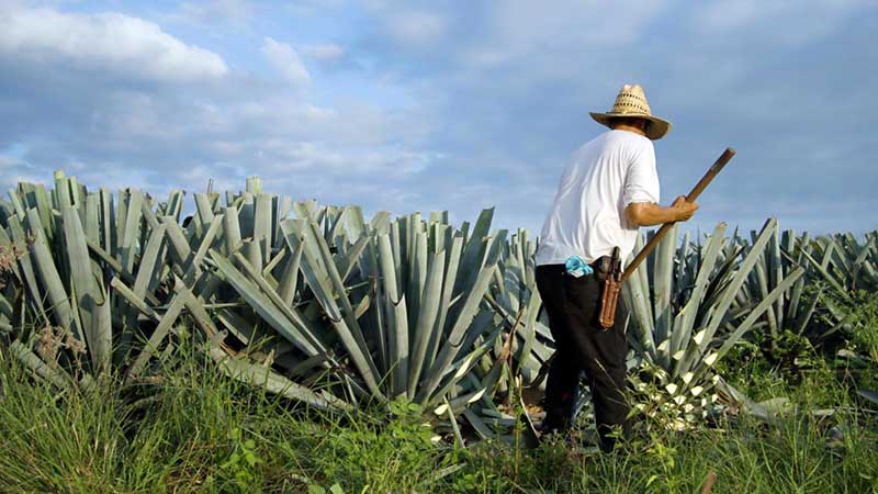 Sobreproducción del agave: el gran desafío de la industria tequilera para 2025
