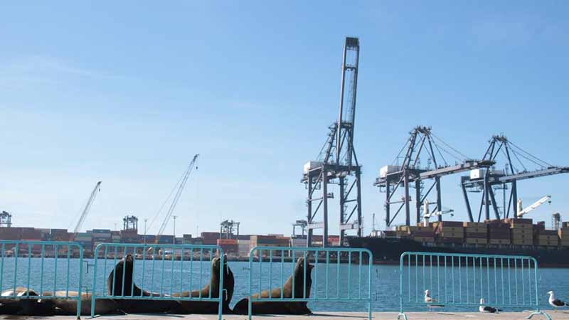 Flete marítimo Asia-México presenta incremento “agresivo” y sube 50%