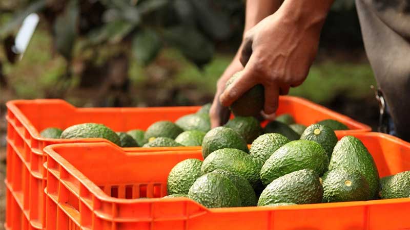 EU espera ‘implementación rigurosa’ de programa mexicano de certificación del aguacate
