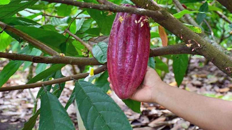 ¿El cacao no es mexicano? Descubren que la semilla para el chocolate proviene de Sudámerica