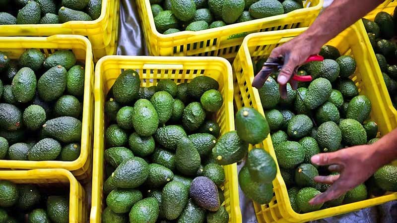 EU pausa compras de aguacate mexicano tras un incidente