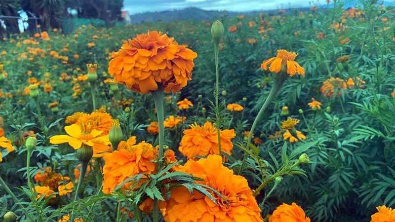 Comienzan a florecer los cultivos de cempasúchil en San Pedro Cholula