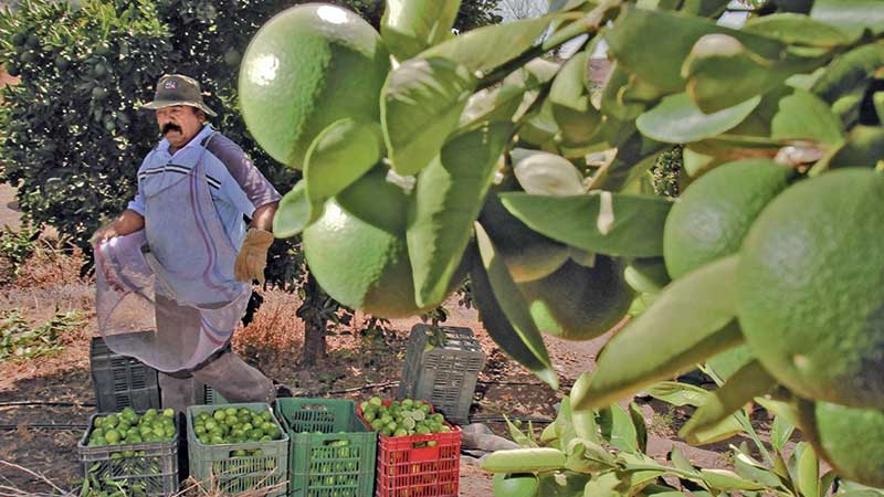 Paro de limoneros en Michoacán por extorsiones tirará la producción y encarecerá el precio del limón