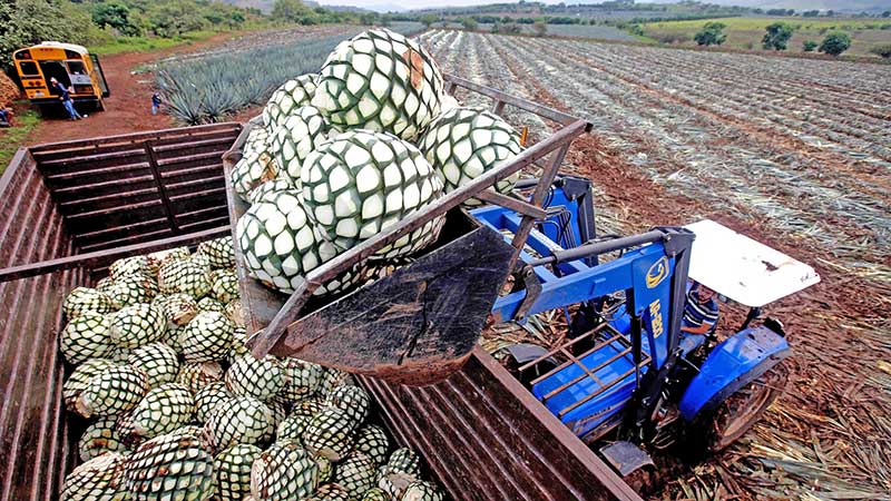 Agroindustria tequilera promueve Denominaciones de Origen como modelo de desarrollo económico sustentable