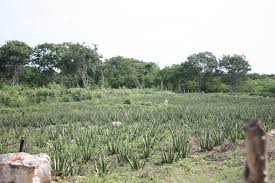 Empresa coreana instalará planta en Campeche con inversión de más de 200 millones de pesos