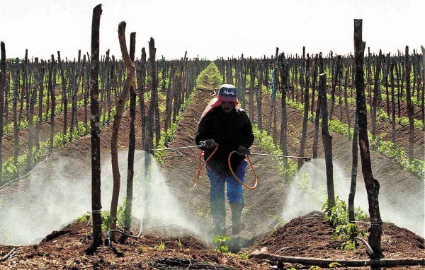 Exportación de tomate a la baja