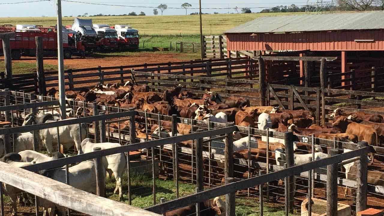 Logra NL mantener exportación de carne