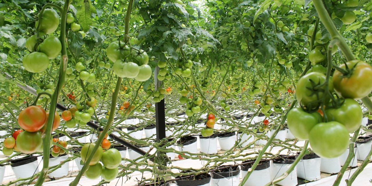 Peligran productores de tomate Mexicano por Dumping