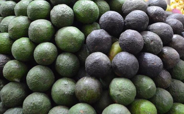 Buscan exportación directa de aguacate