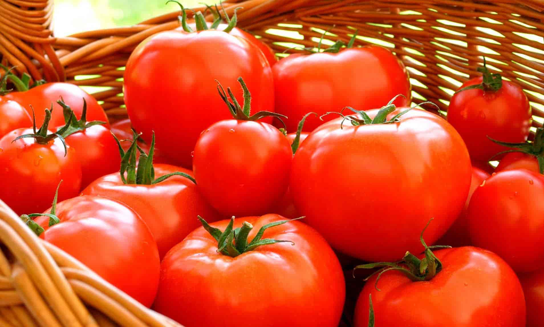 Concluiría pronto la guerra de los tomates