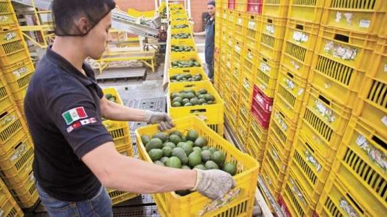 Eleva China consumo de aguacate mexicano