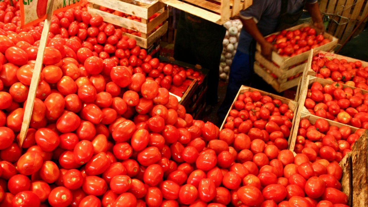 Exportaciones de tomate caen 15% en junio por arancel ‘antidumping’ de EU
