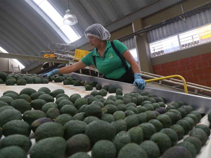 Orgullo nacional: Exportarán más de un millón de toneladas de aguacate a EU
