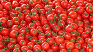 Jitomateros cambiarán de cultivo por arancel