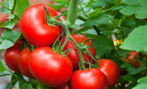 México y EU conversan sobre aranceles al jitomate mexicano