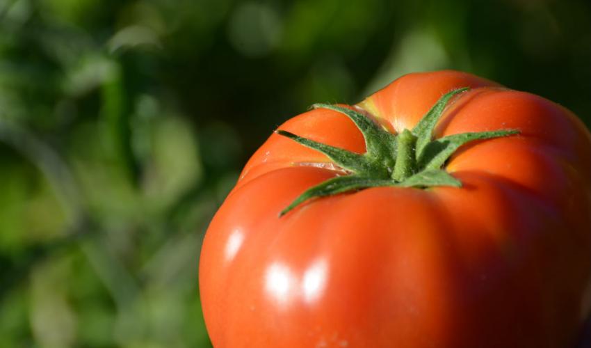 REVISIÓN A TOMATES AFECTARÍA LOGÍSTICA EN FRONTERA CON EU