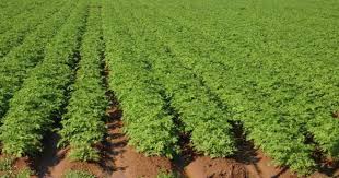 Impulsa sector agrícola empleo temporal en Sonora