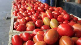 En vilo, acuerdo sobre jitomate con EU