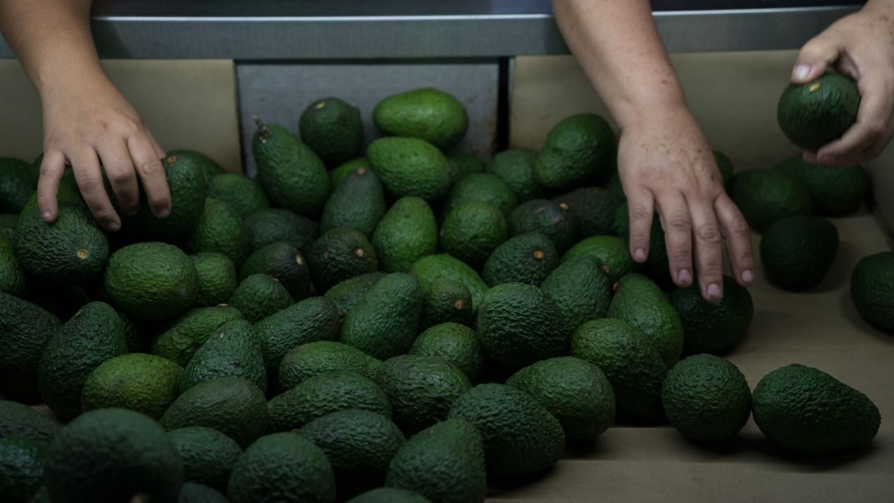 Cae 34% el volumen de exportación de aguacate