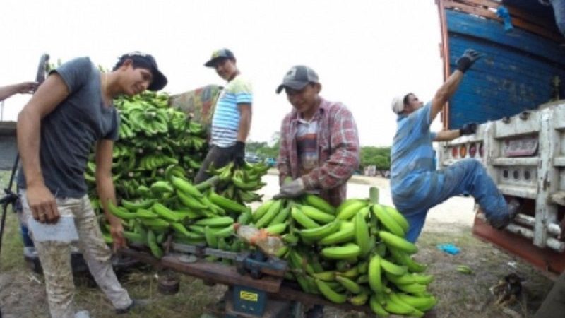 Colima y Nayarit se suman a exportación de plátano a China