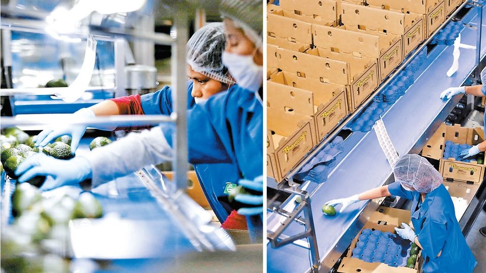 Crece 3.54% exportación de aguacate