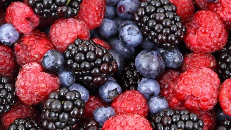 Fortalece Michoacán industria de las berries: Sedrua