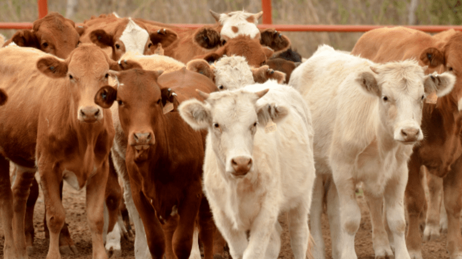 Ganaderos de Sonora logran acuerdos para exportar reses a Estados Unidos