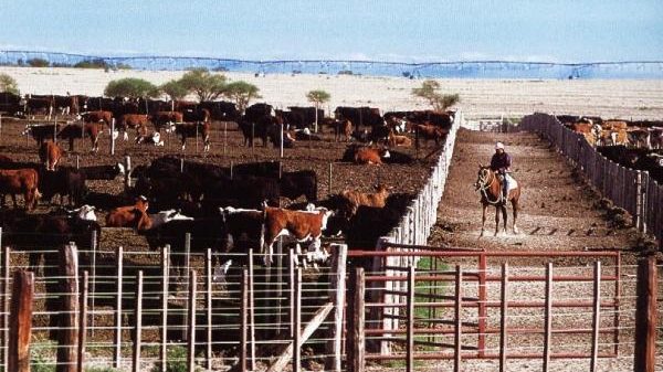 Exportaciones por 2 mil 500 mdd en los ramos de ganado, minería, forestal y agrícola