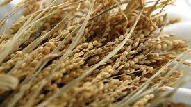 Aprueban precios de referencia aplicables a importaciones de maíz, azúcar, arroz y leche entera en polvo