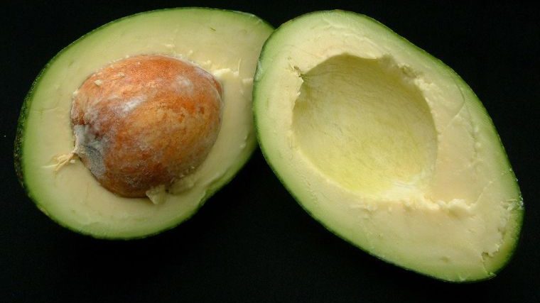 México en riesgo de perder el oro verde, tras descifrar la secuencia genómica del aguacate