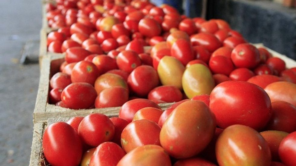 México y EU logran acuerdo sobre jitomate; se suspende antidumping