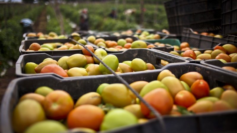 Seade señala que no se aceptará la inspección del 100% del tomate en frontera