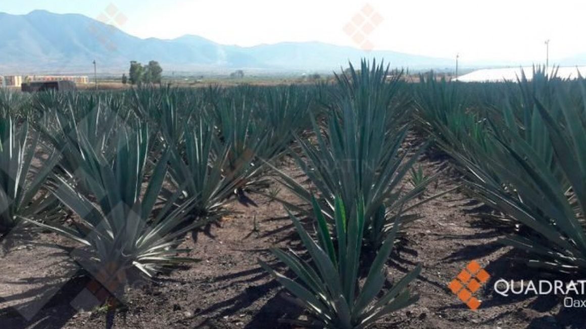 Oaxaca, a la delantera en producción de mezcal