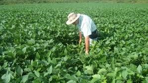 Sanidad vegetal, el orgullo de los agricultores sonorenses