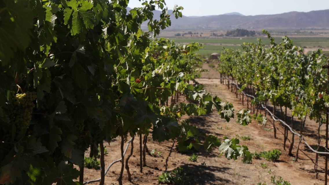 RESPONDE HACIENDA GUADALUPE CON TECNOLOGÍA Y NUEVOS VINOS A LOS RETOS VINÍCOLAS