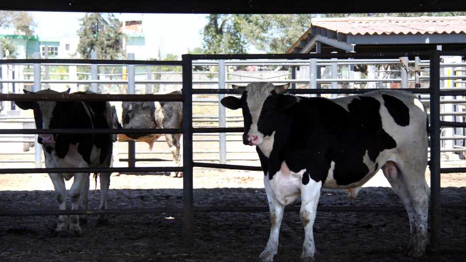 Se declara libre México de 4 enfermedades exóticas que afectan al ganado