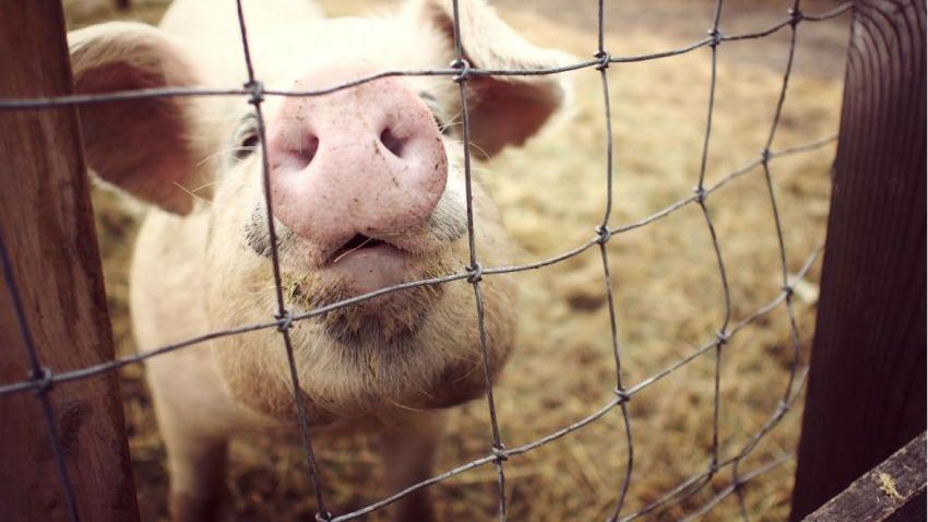 ASIA, OPORTUNIDAD PARA LA CARNE MEXICANA