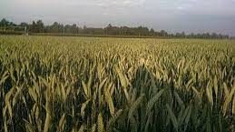 PEF 2020: Castigo al Campo Mexicano