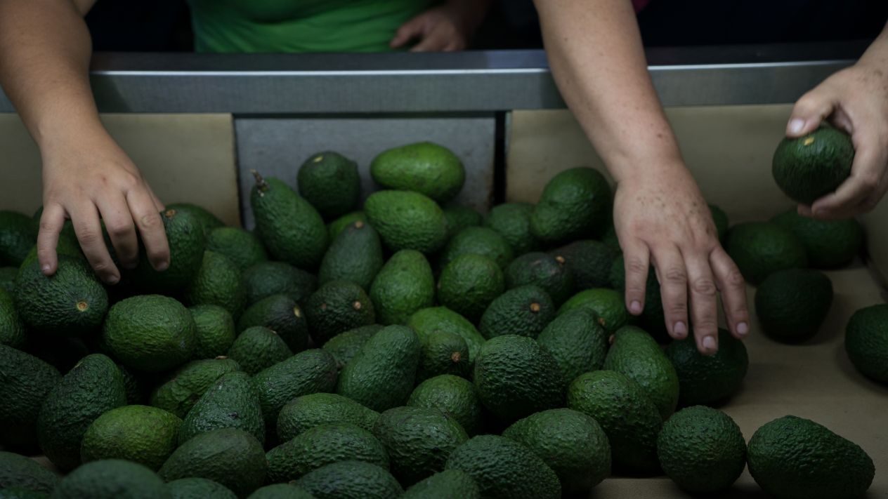 EU acapara más aguacate mexicano; se exporta 80.3% del oro verde al país vecino del norte