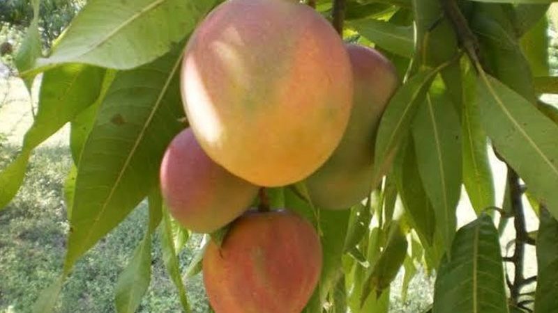 Exportación de mango michoacano creció 52 por ciento: Sedrua