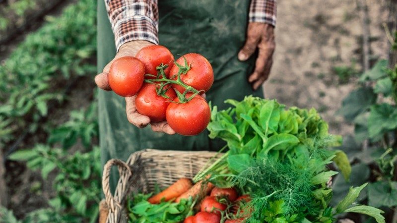 Jitomates de exportación, tema resuelto