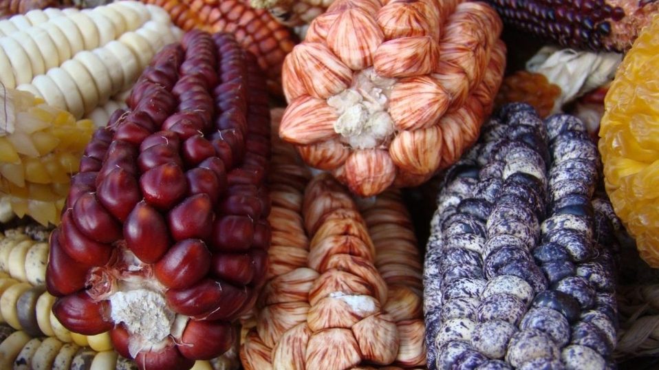 Secretaría de Agricultura urge a proteger maíz nativo antes de ratificar T-MEC