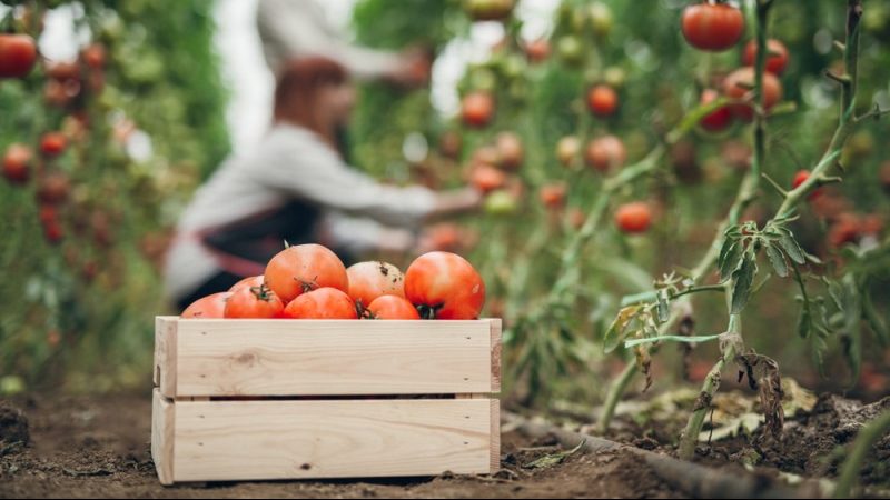 México y EU firman nuevo acuerdo sobre tomate
