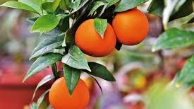 El puerto de Veracruz es sede del Seminario Internacional de Cítricos