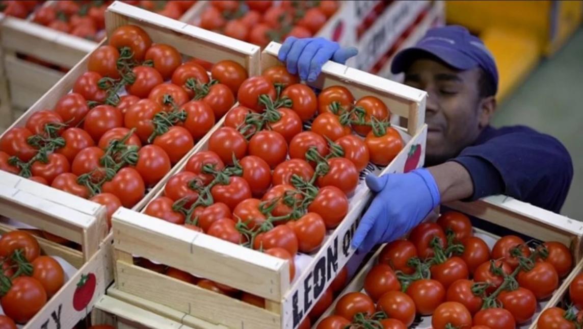 UPROCAM reestructura el tema del jitomate en Chiapas