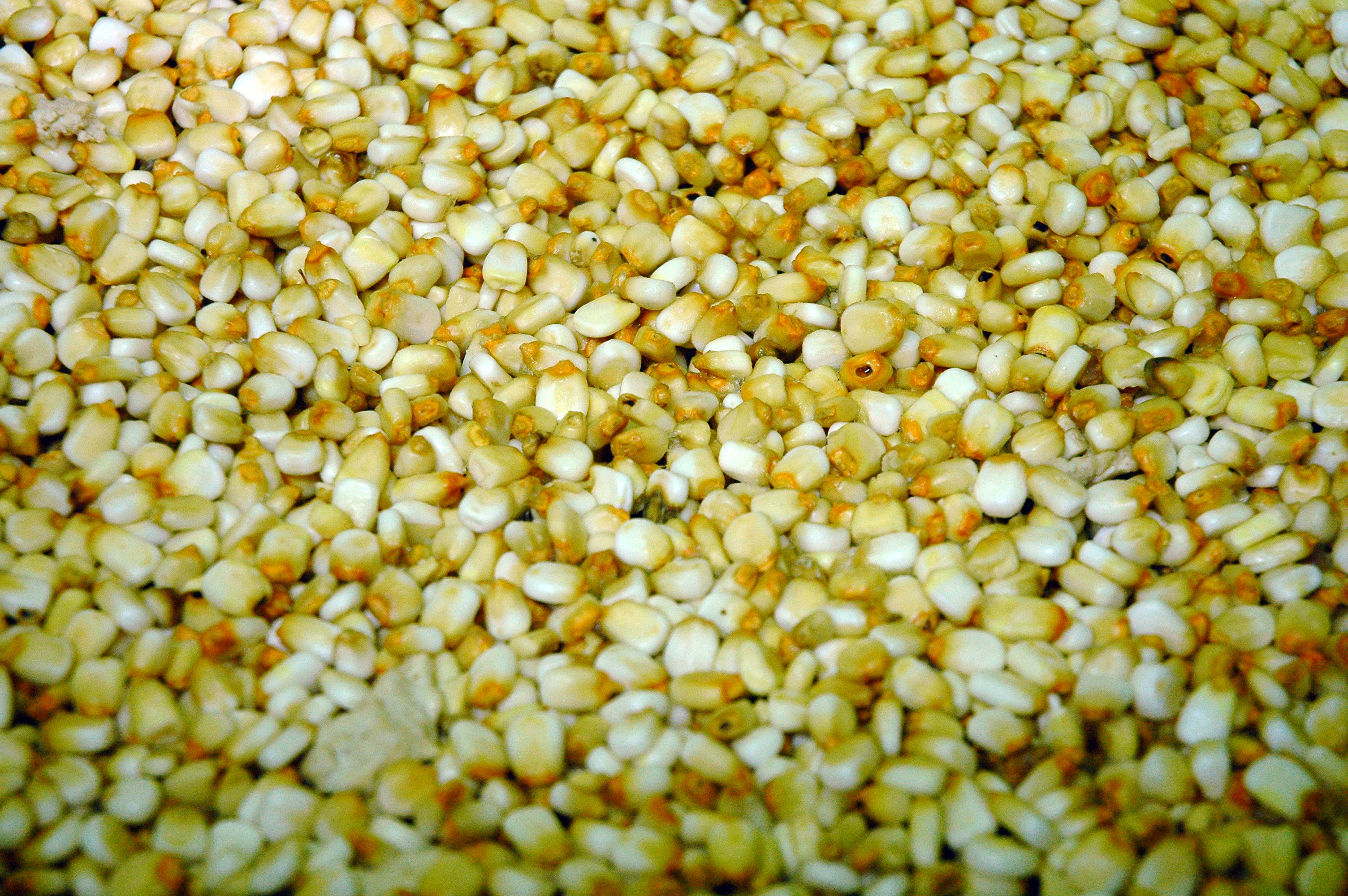 Además del dólar, arancel al maíz le pega a precios