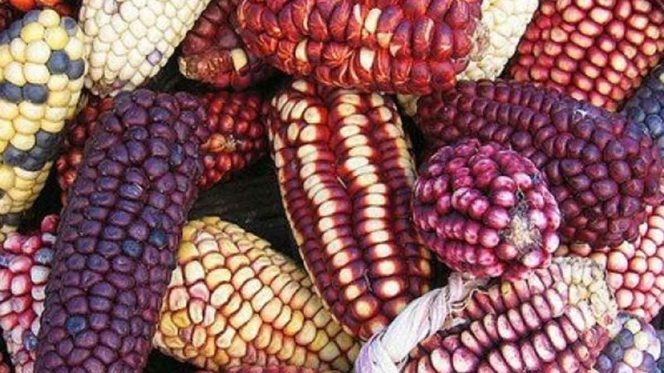 El maíz mexicano, bajo amenaza; importación aumentó 136% en los últimos diez años